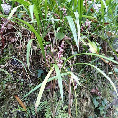 キチジョウソウ