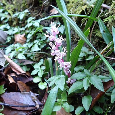 キチジョウソウ