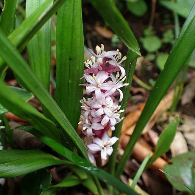 キチジョウソウ