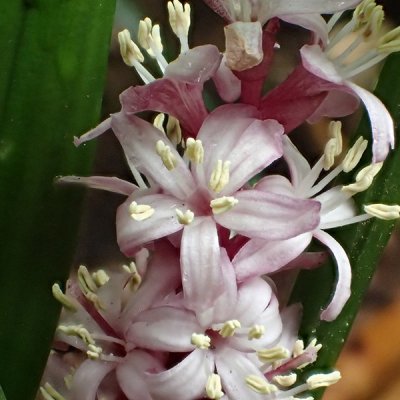 キチジョウソウ