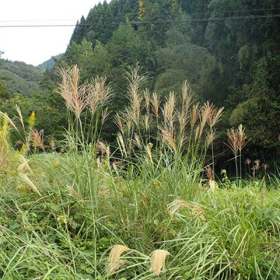 ススキ