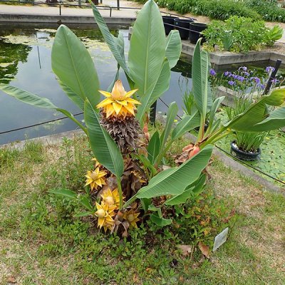 チユウキンレン