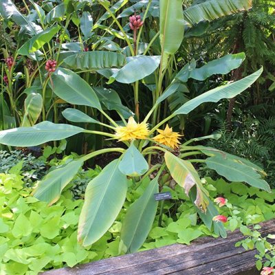 チユウキンレン