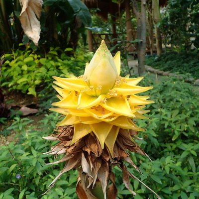 チユウキンレン