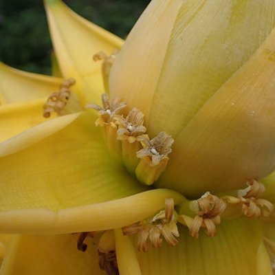 チユウキンレン