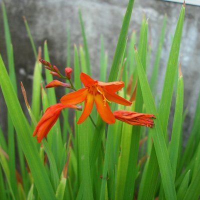 ヒメヒオウギズイセン