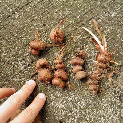 ヒメヒオウギズイセン