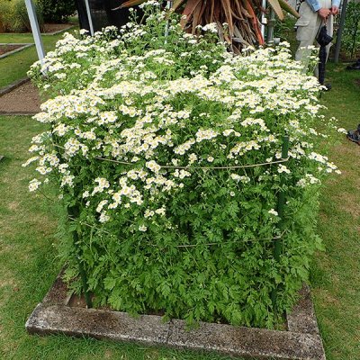 フィーバーフュー