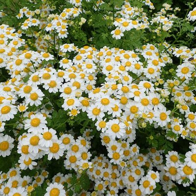 フィーバーフュー