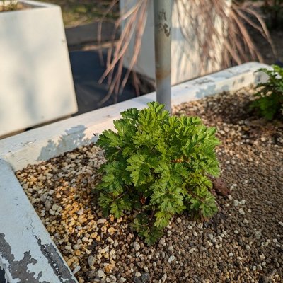 フィーバーフュー