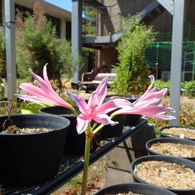 リコリス・スプレンゲリー