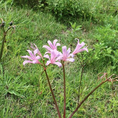 リコリス・スプレンゲリー