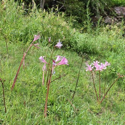 リコリス・スプレンゲリー