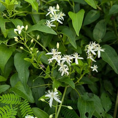 サキシマボタンヅル