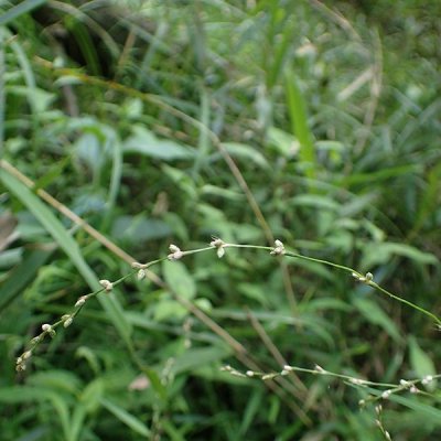 サイコクヌカボ