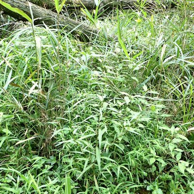 サイコクヌカボ