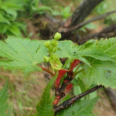 ナンゴクミネカエデ