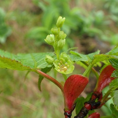 ナンゴクミネカエデ