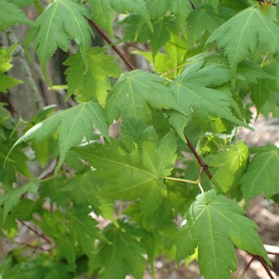 ナンゴクミネカエデ