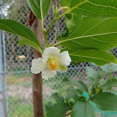 ヒコサンヒメシャラ