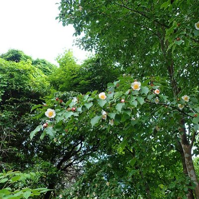 ヒコサンヒメシャラ