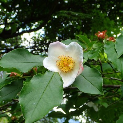 ヒコサンヒメシャラ