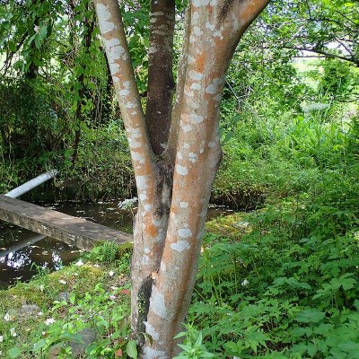 ヒコサンヒメシャラ