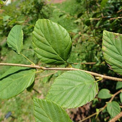 ヒュウガミズキ