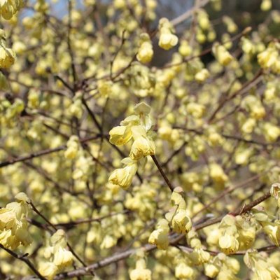 ヒュウガミズキ