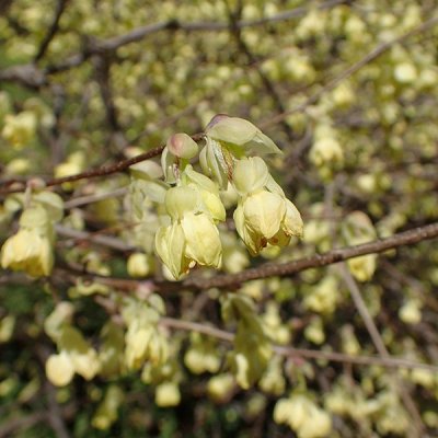 ヒュウガミズキ