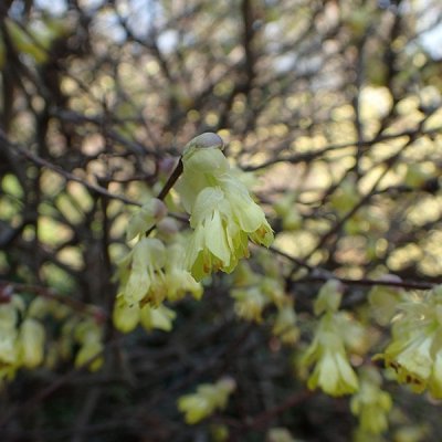 ヒュウガミズキ