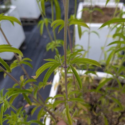 レモンベルガモット