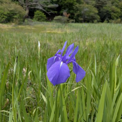 カキツバタ