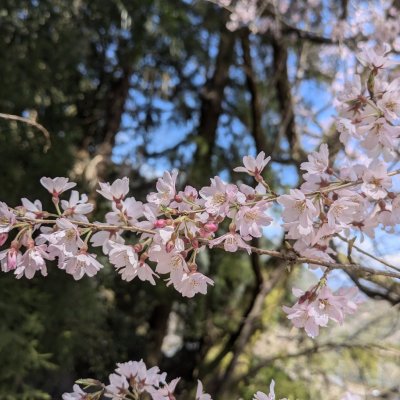 エドヒガン