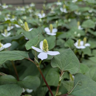 ドクダミ | 熊本大学薬学部薬用植物園 薬草データベース