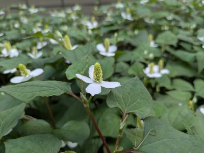 ドクダミ | 熊本大学薬学部薬用植物園 薬草データベース
