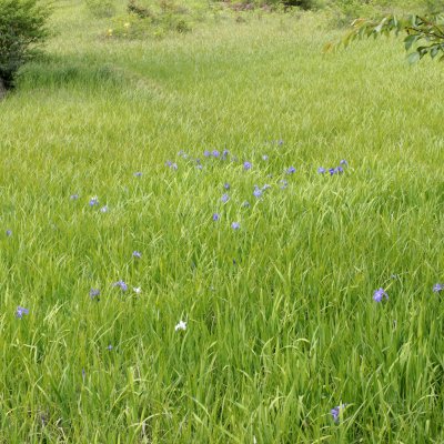 カキツバタ