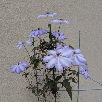 カザグルマ