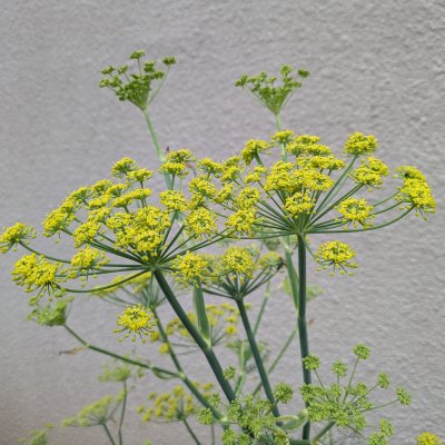 ウイキョウ