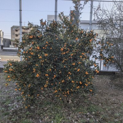 キンカン