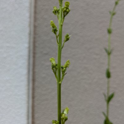 ゴマノハグサ