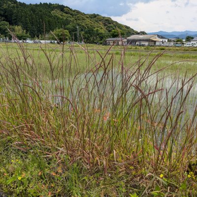 ミズタカモジ