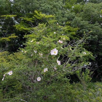 サンショウバラ