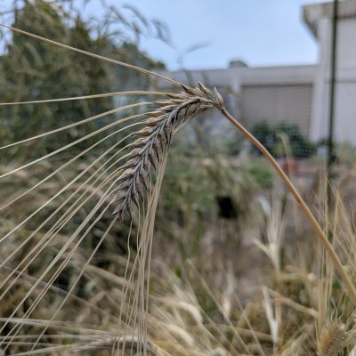 オオムギ
