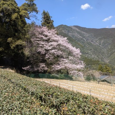 エドヒガン