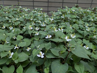 ドクダミ | 熊本大学薬学部薬用植物園 薬草データベース