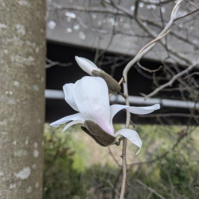 タムシバ