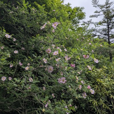 サンショウバラ