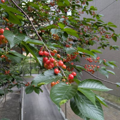 カラミザクラ