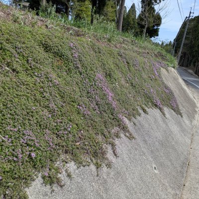ヨウシュイブキジャコウソウ